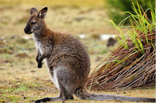 Bennetts wallaby