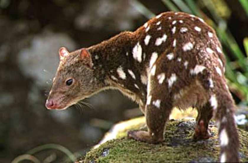Spotted-tailed-Quoll
