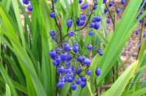 Blue Berry Dianella Tasmanica