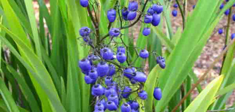 Blue Berry Dianella Tasmanica