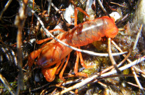 Burrowing Crayfish