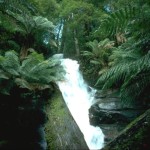 Cuckoo Falls