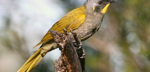 Yellow-throated Honeyeater