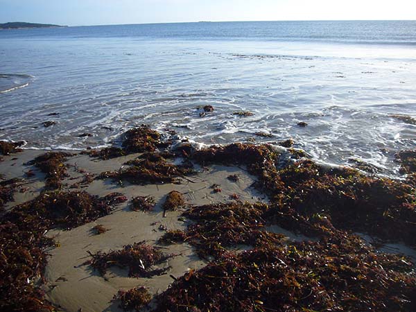 Seaweed at Adams Beach