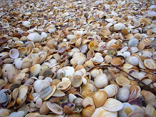 Shells on Barnbougle Beach