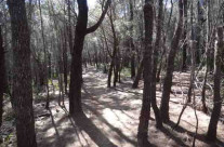 She-oak Forest