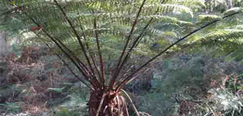Spiky Tree Fern