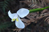 White Flag Iris
